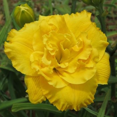 Dbl Betty Woods - Stout Silver Medal 1991