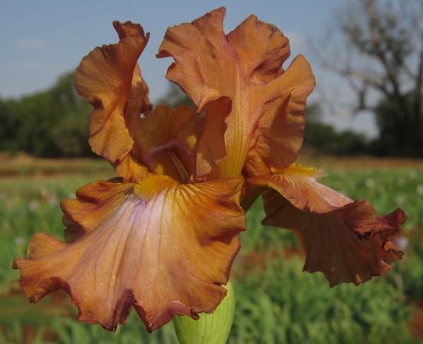 - Cheaper by the Dozen!! Bearded Iris Combo - Image 6