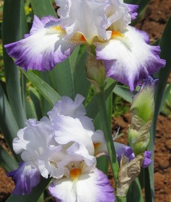 Conjuration (5 awards)