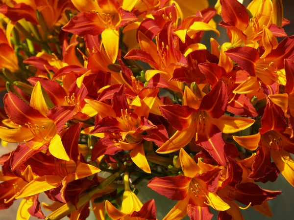 Amazing R100 Deals: Frans Hals – 10 plants! - Image 2