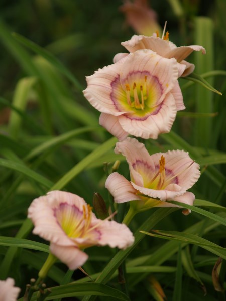 miniature - Siloam David Kirchoff - Image 4