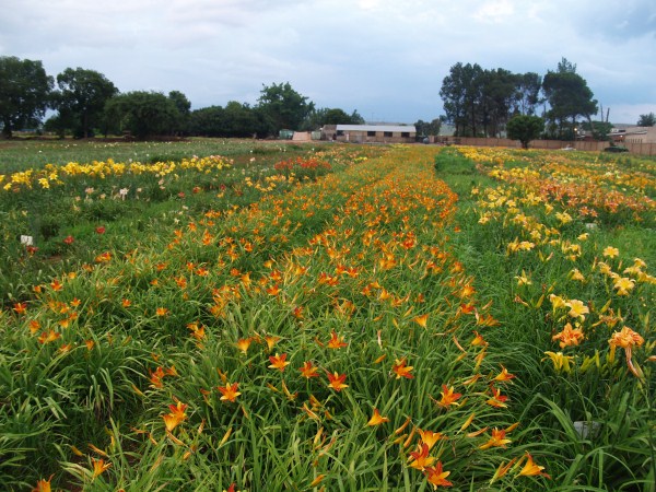 Amazing R100 Deals: Frans Hals – 10 plants! - Image 3