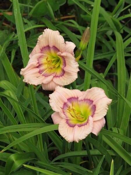 miniature - Siloam David Kirchoff