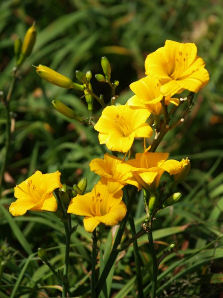 Amazing R100 Deals: Little Pumpkin (miniature) – 8 plants! - Image 2