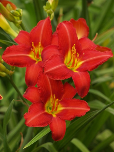 Daylily Value Pack – 5 Colour Value Pack (25 plants) - Image 2