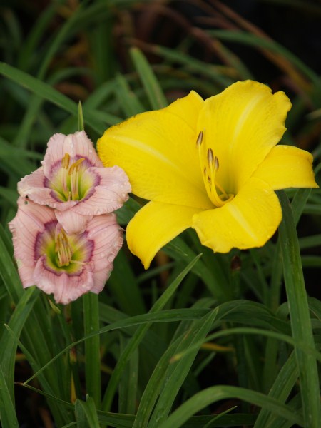 miniature - Siloam David Kirchoff - Image 3