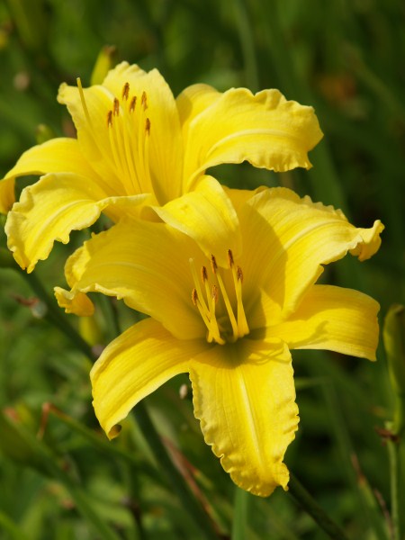 Daylily Value Pack – 5 Colour Value Pack (25 plants) - Image 6