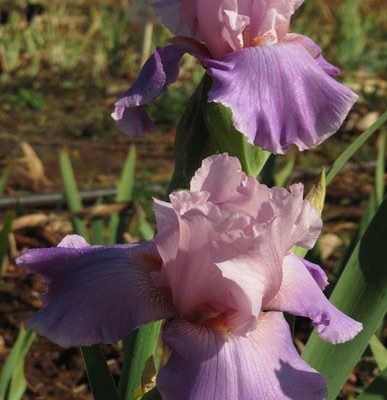 Celebration Song - Dykes Medal (2003)