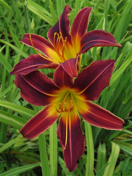 Small Garden Daylily Combo - 7 Different Varieties - Image 7