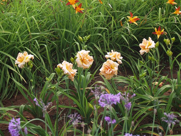 Dbl: In Excess - Image 5