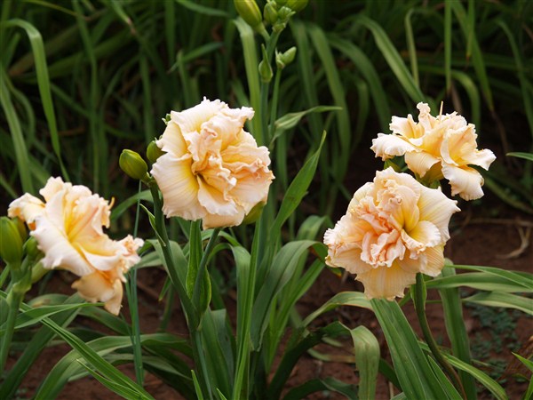 Dbl: In Excess - Image 3