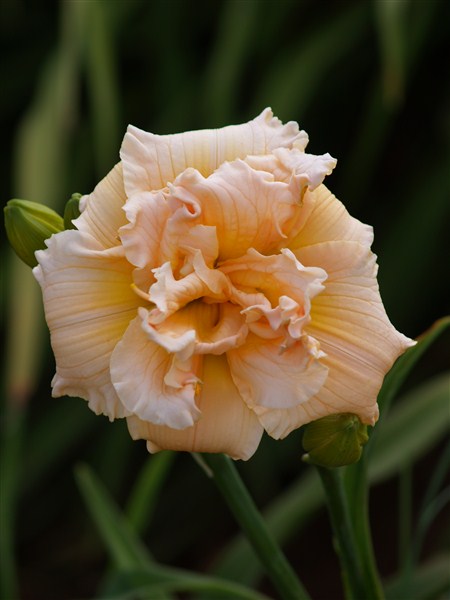 Dbl: In Excess - Image 2