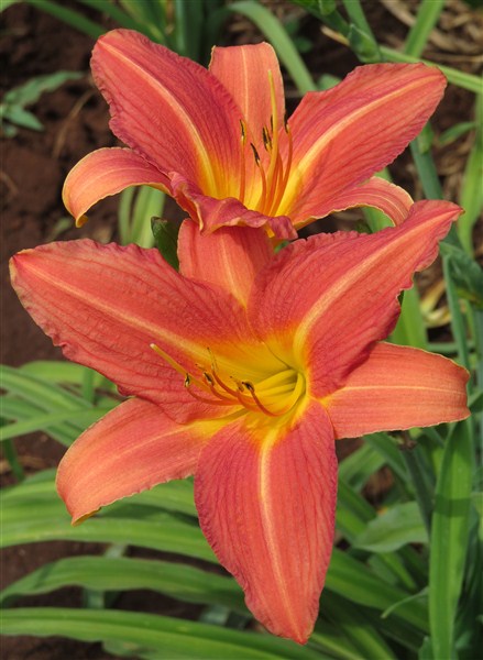 Small Garden Daylily Combo - 7 Different Varieties - Image 8