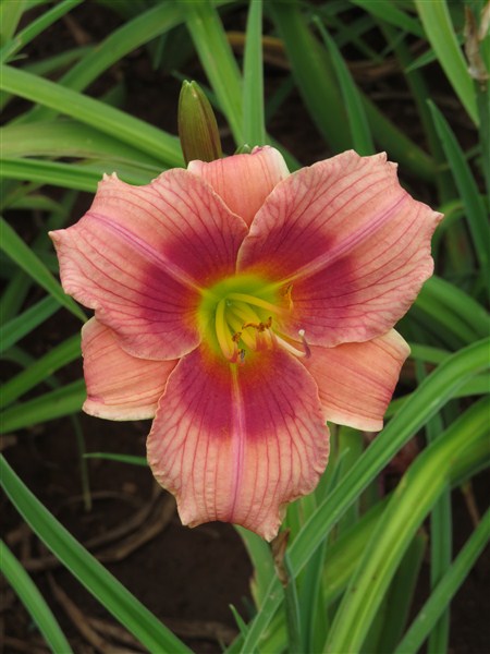 - Cheaper by the Dozen!! Miniature Daylily Combo - Image 13