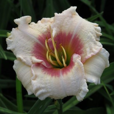 midi - Sweet Sensation