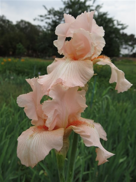 Beverly Sills - Image 4