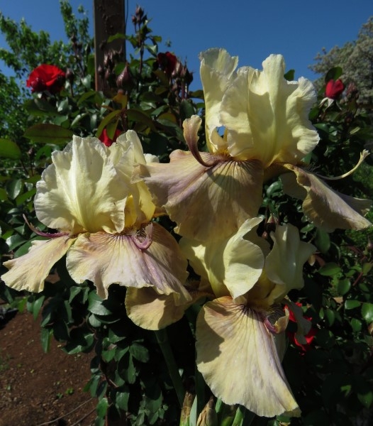 Thornbird - multiple awards - Image 2