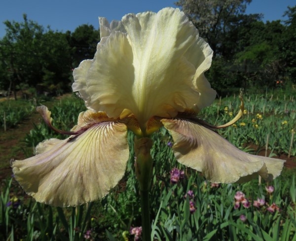 Thornbird - multiple awards - Image 3