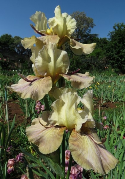 Thornbird - multiple awards