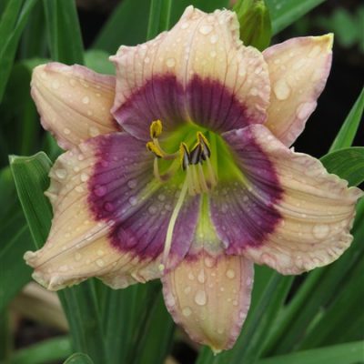 midi - Crystal Blue Persuasion