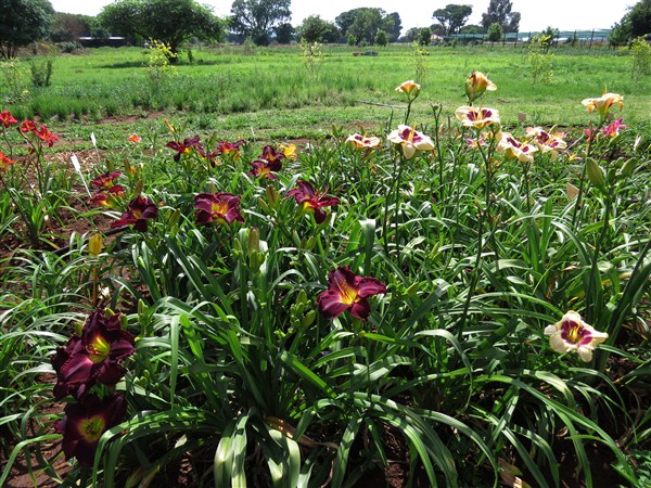 Midnight Raider - Image 5