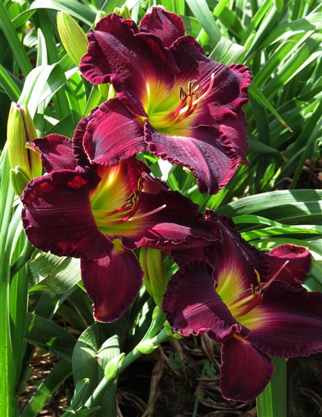 Midnight Raider - Image 4