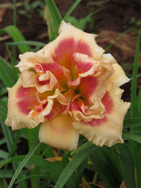 Dbl: Forty Second Street - Image 4