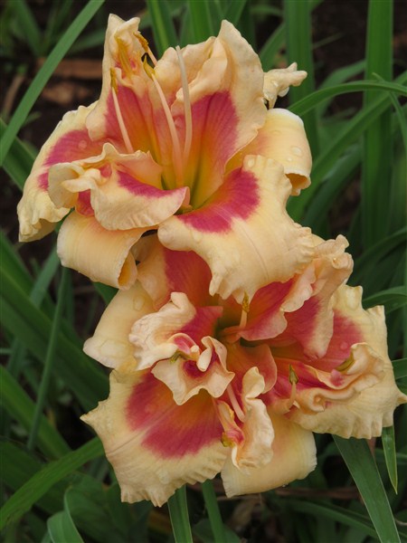 Dbl: Forty Second Street - Image 2