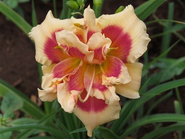 Dbl: Forty Second Street - Image 3