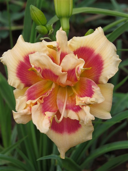 Dbl: Forty Second Street