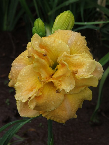 Dbl Puccini - Image 4