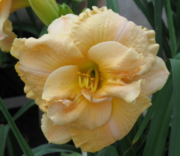 Dbl Puccini