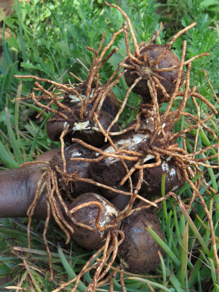 Chlidanthus (4 Bulbs) - Image 6