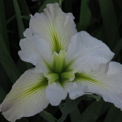 Louisiana Iris: Acadian Miss