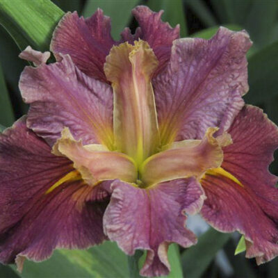 Louisiana Iris: Gladiator's Gift