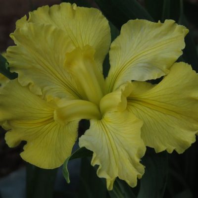 Louisiana Iris: Koorawatha