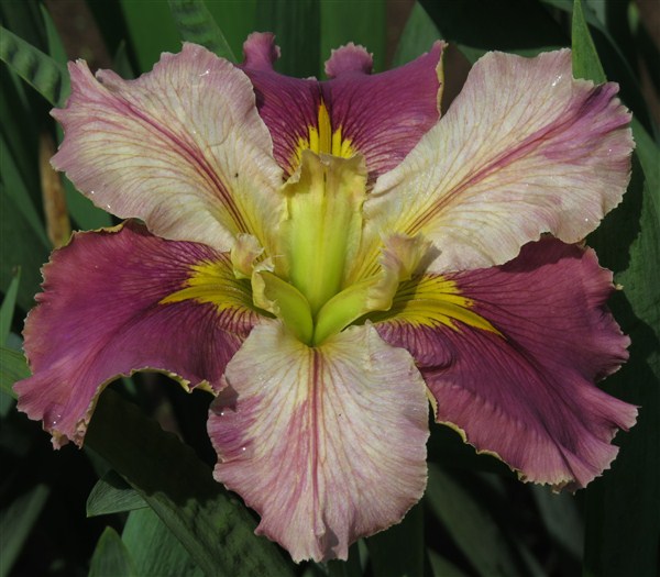 – Louisiana Iris Combo – Warm Shades (5 plants) - Image 2