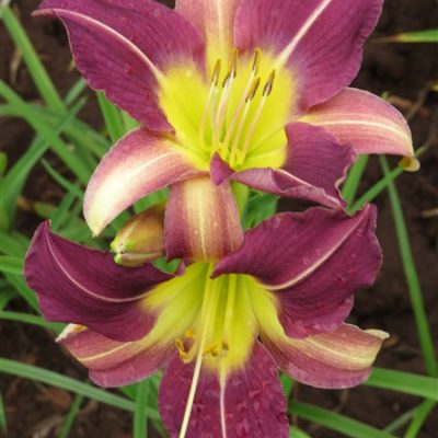 Amazing R100 Deals: Blue Sheen - 3 plants!