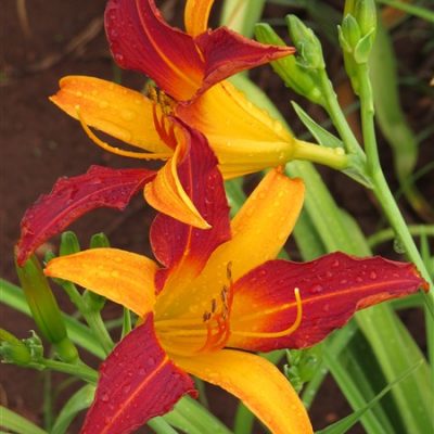 Frans Hals: Super Saver - 30 Plants