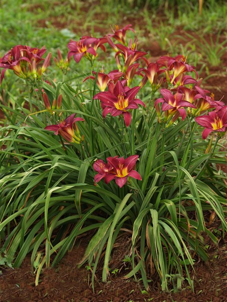 Small Garden Daylily Combo - 7 Different Varieties - Image 10