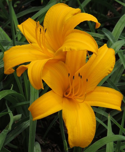 Small Garden Daylily Combo - 7 Different Varieties - Image 3