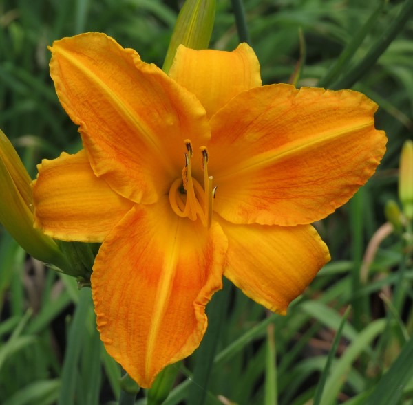 Daylily Value Pack – 5 Colour Value Pack (25 plants) - Image 5