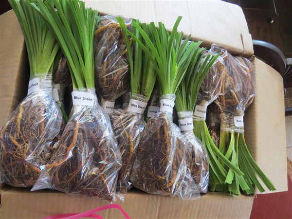 Small Garden Daylily Combo - 7 Different Varieties - Image 11