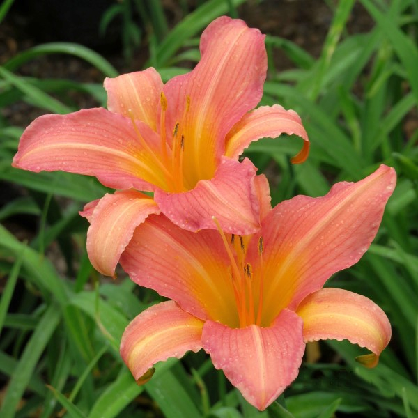 Daylily Value Pack – 5 Colour Value Pack (25 plants) - Image 4