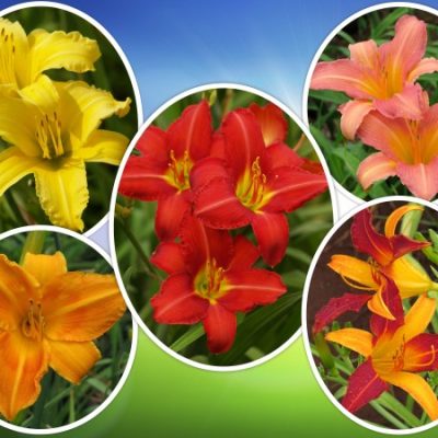 Daylily Value Pack – 5 Colour Value Pack (25 plants)