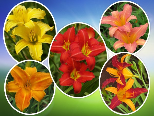 Daylily Value Pack – 5 Colour Value Pack (25 plants)