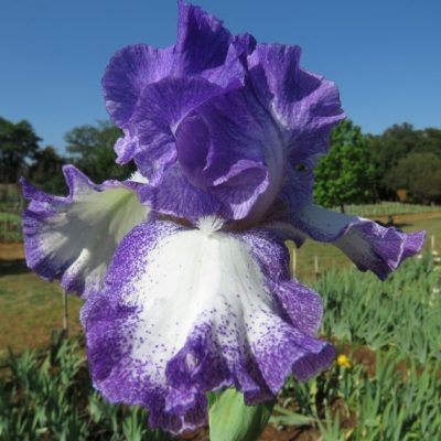 Amazing R100 Deals: Jesse's Song - 3 Plants!