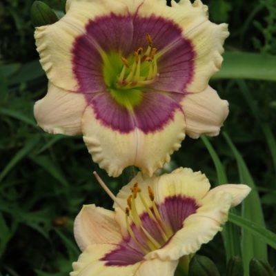 midi- Mystic Mariner