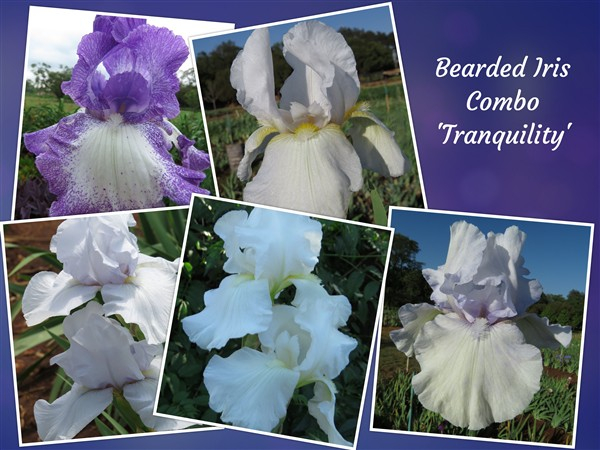 Iris Combo – 'Tranquility'