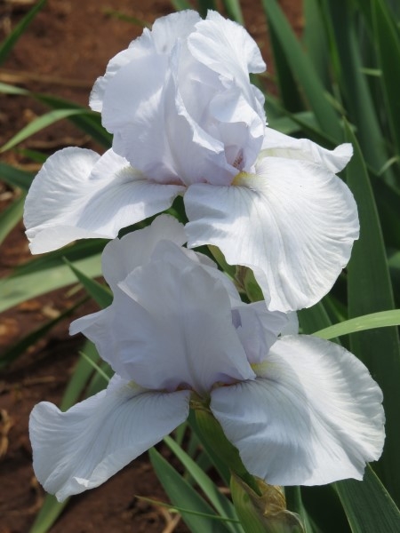 Iris Combo – 'Tranquility' - Image 4